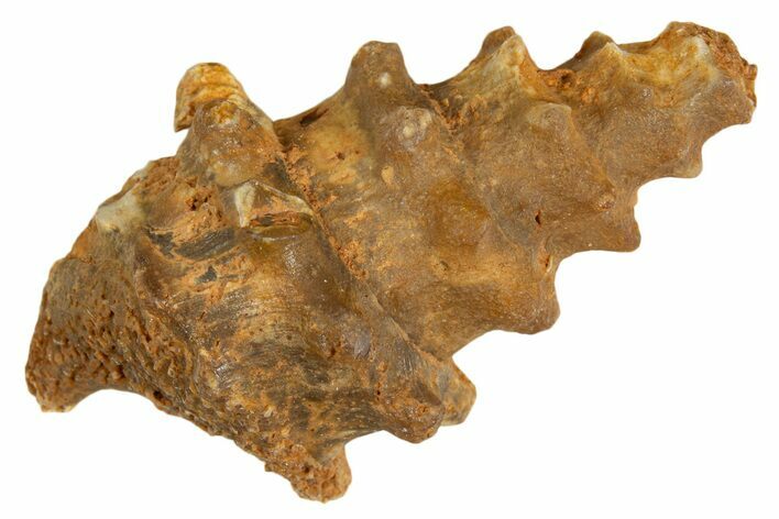 Agatized Gastropod (Cerithium?) Fossil - Morocco #338046